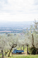 Olive Harvest