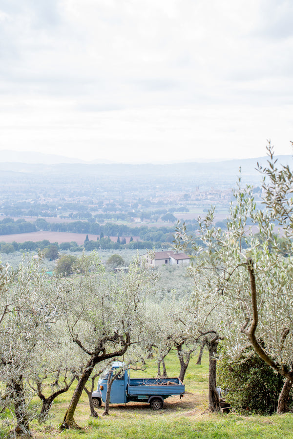 Olive Harvest