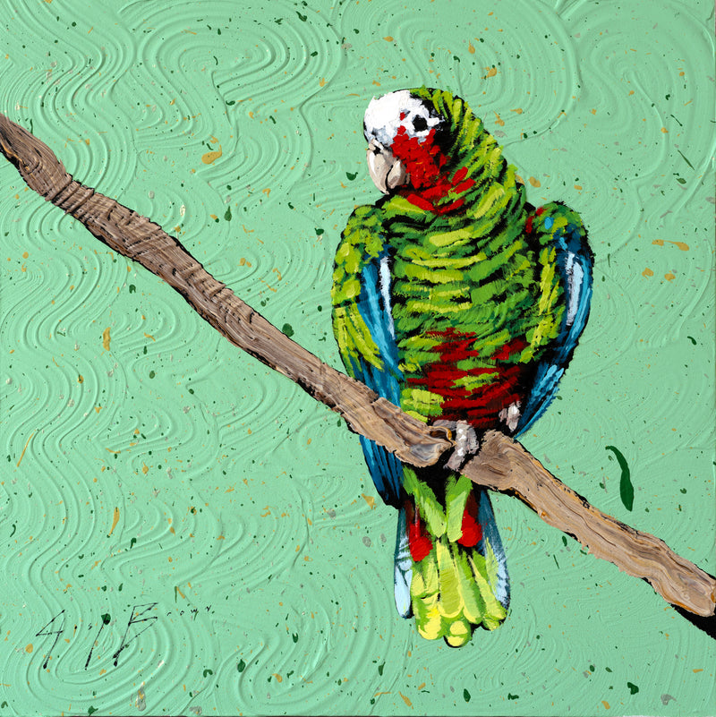 Cuban Amazon Parrot