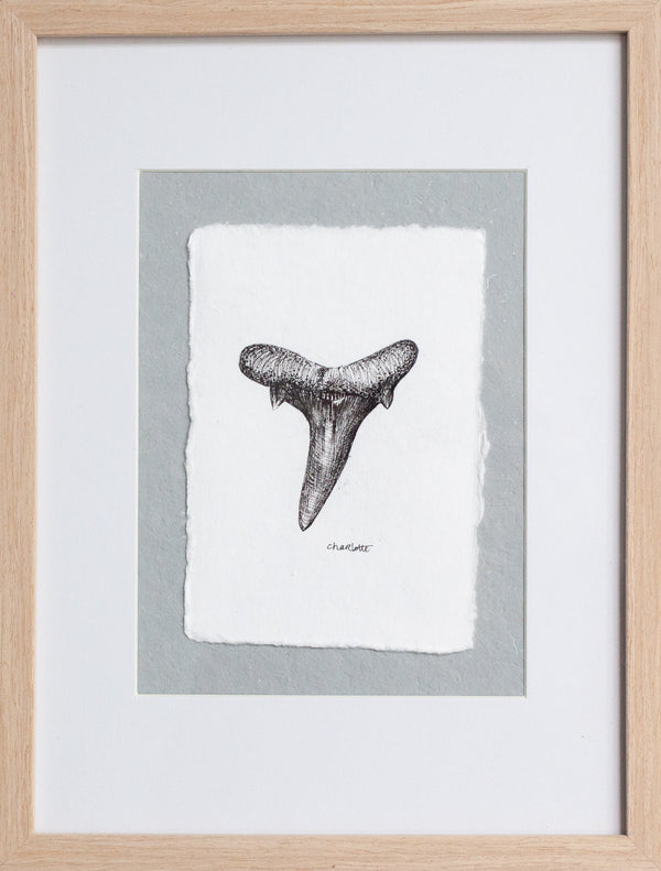 Angustiden Tooth