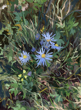 Asters