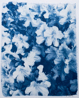Azalea Drift I