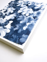 Azalea Drift I