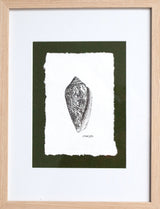 Cone Snail Shell