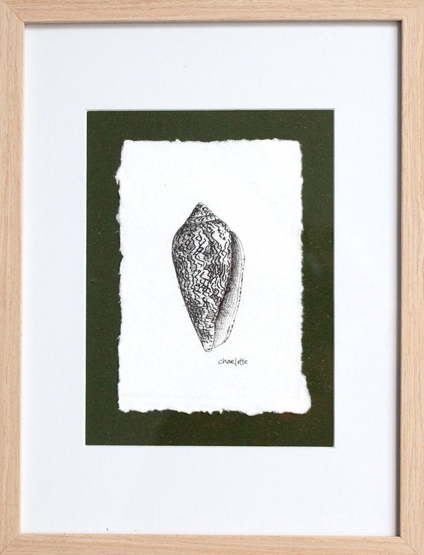 Cone Snail Shell