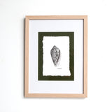 Cone Snail Shell