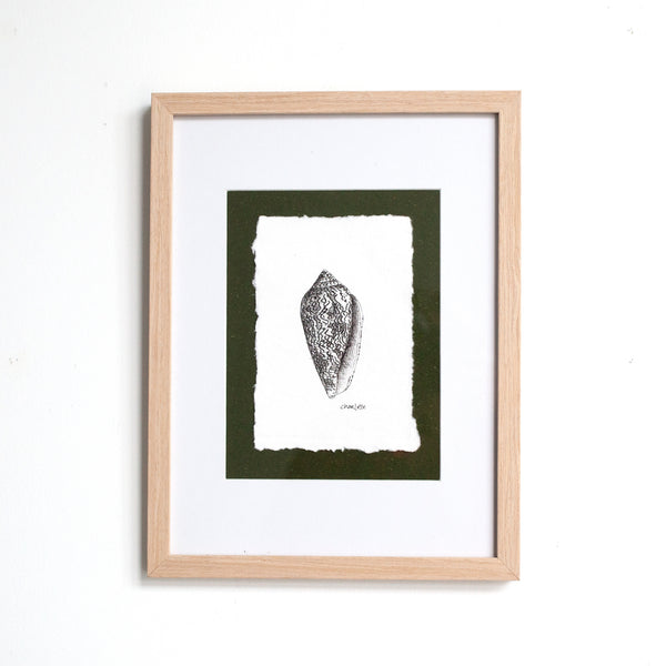 Cone Snail Shell