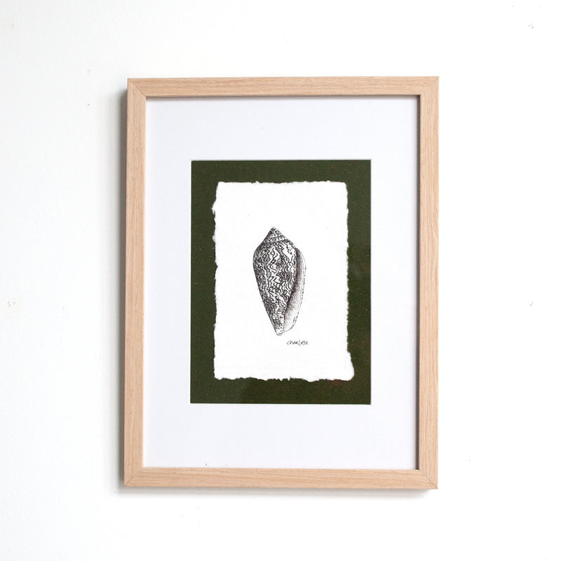 Cone Snail Shell