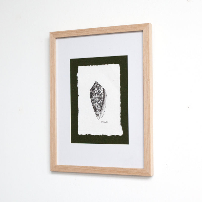 Cone Snail Shell