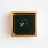 Cornflower