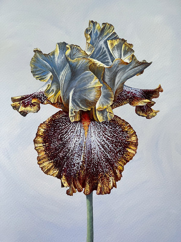 Chili Spot Bearded Iris Print