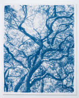 Grand Canopy