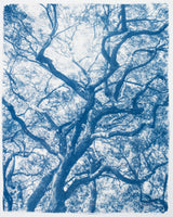 Grand Canopy