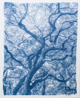 Grand Canopy