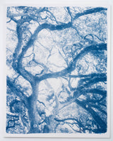 Grand Oak
