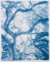 Grand Oak