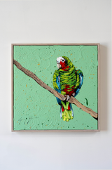 Cuban Amazon Parrot