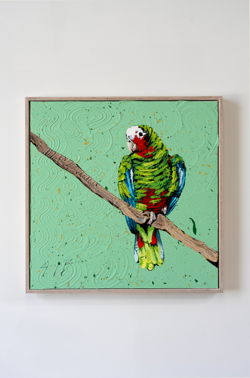 Cuban Amazon Parrot