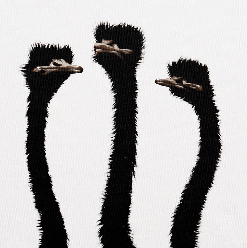 Three Ostrich on White
