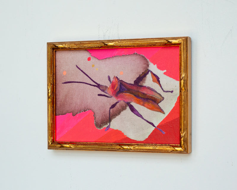Pink Stink Bug