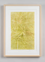 Palmetto