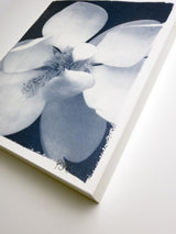 Magnolia Bloom 1