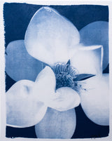 Magnolia Bloom 2