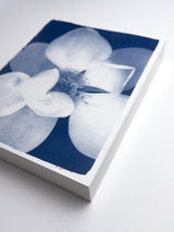 Magnolia Bloom 2