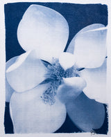 Magnolia Bloom 1