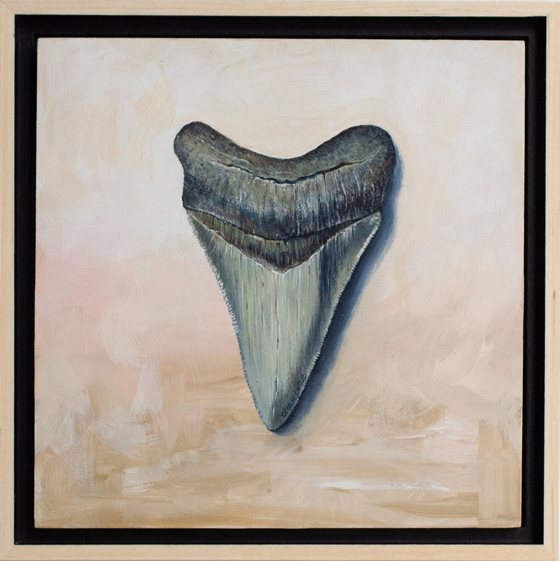 Megalodon Study 2