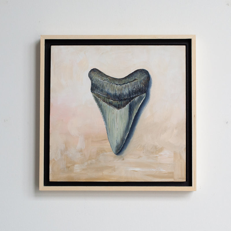 Megalodon Study 2