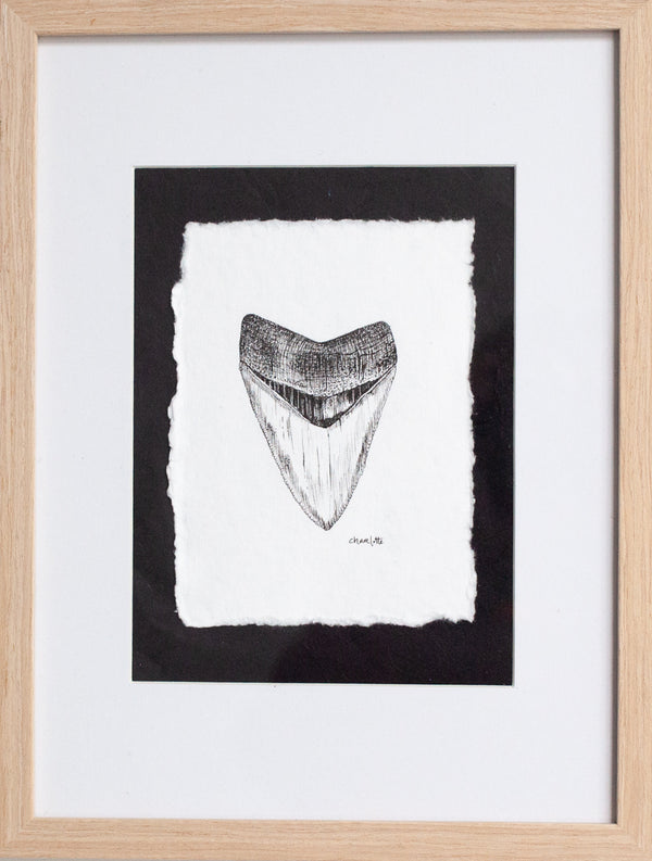 Megalodon Tooth