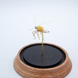 Mosquito Jewel Bug