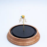 Mosquito Jewel Bug