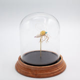 Mosquito Jewel Bug