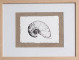 Nautilus Shell