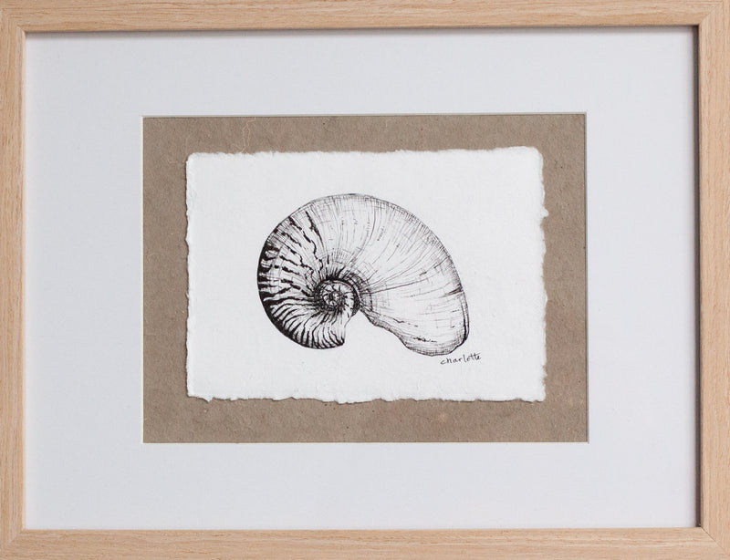 Nautilus Shell