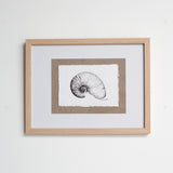 Nautilus Shell