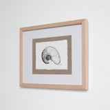 Nautilus Shell