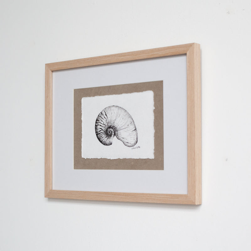 Nautilus Shell