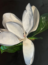 Magnolia Study 2