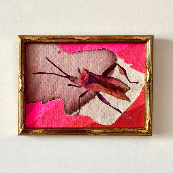 Pink Stink Bug