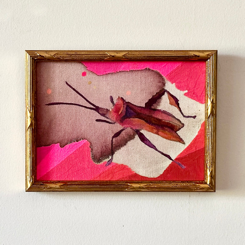 Pink Stink Bug