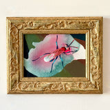 Pink Wasp