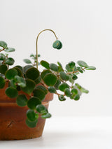 Tiny Plant Butterfly