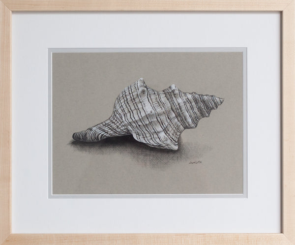 Striped Fox Conch