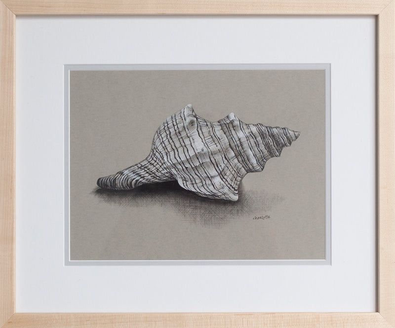 Striped Fox Conch