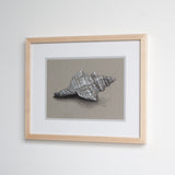 Striped Fox Conch