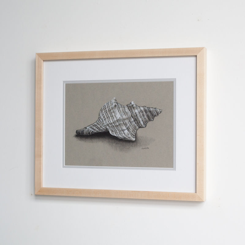 Striped Fox Conch