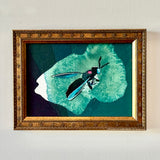 Teal Soldier Fly